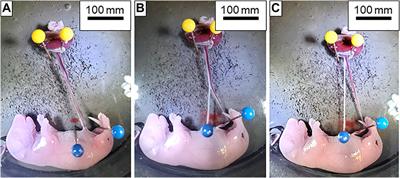Using the Isolated Rat Placenta to Assess Fetoplacental Hemodynamics